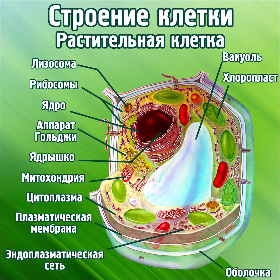 Строение клетки Растительная клетка в Лисках заказать изготовление (вариант  2)