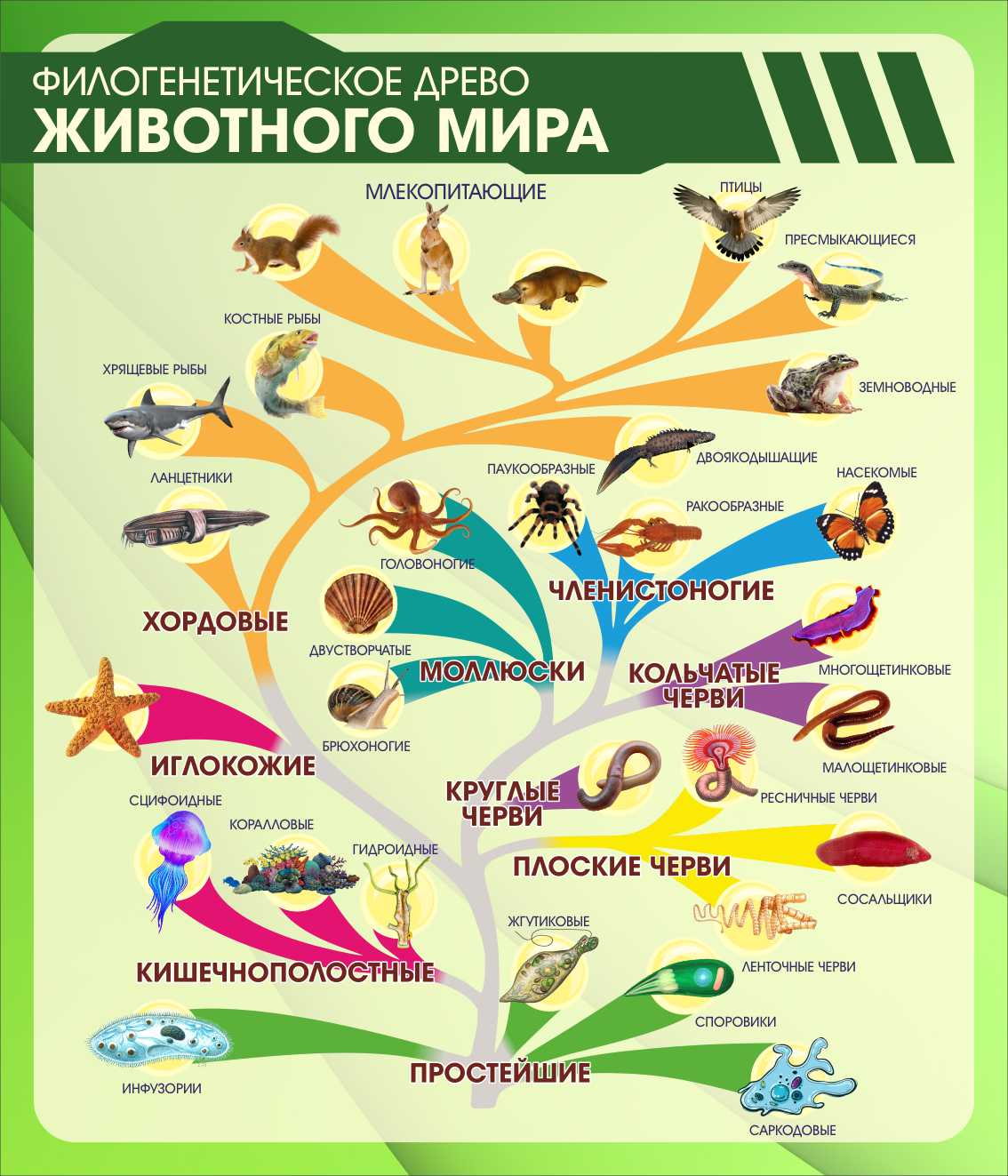 Филогенетическое древо животного мира в Лисках